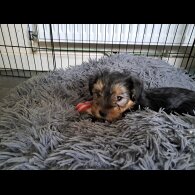 Mixed Breed - Both