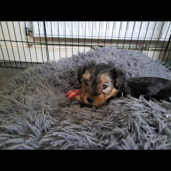 Mixed Breed - Both