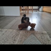 Mixed Breed - Both