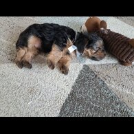 Mixed Breed - Both