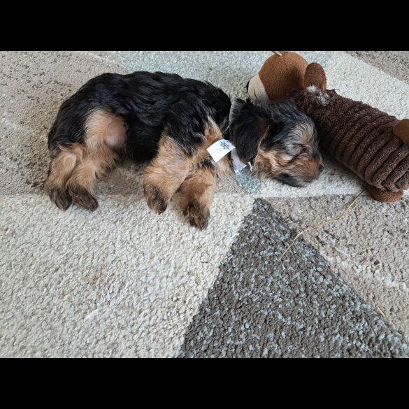 Mixed Breed - Both