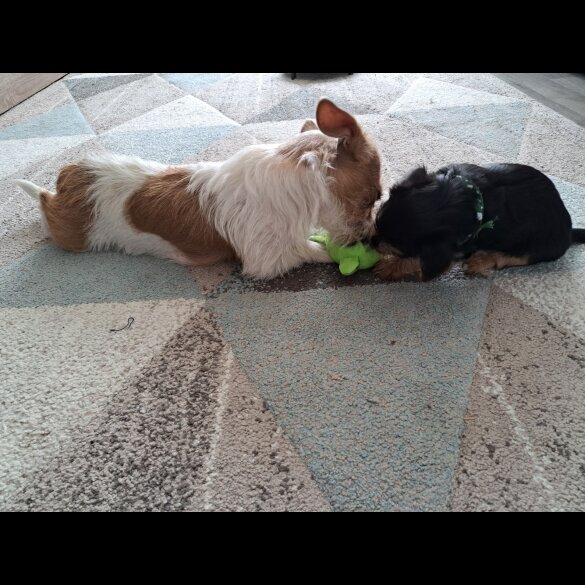 Mixed Breed - Both