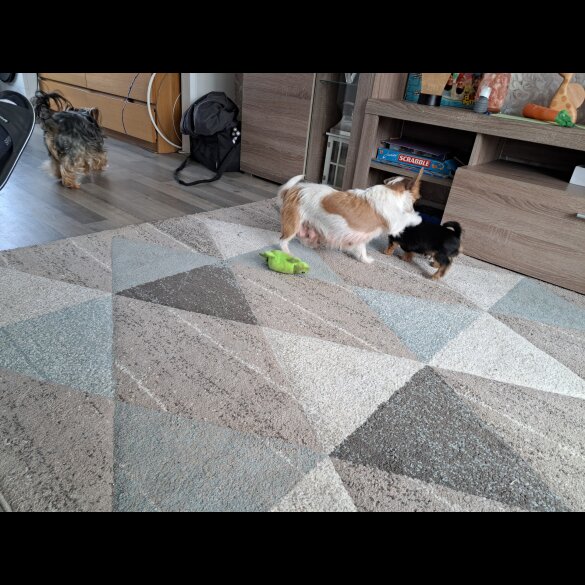 Mixed Breed - Both