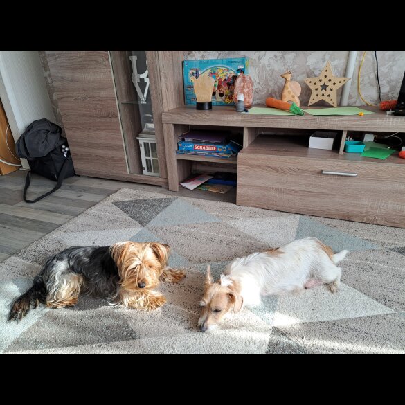 Mixed Breed - Both