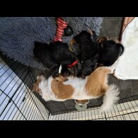 Mixed Breed - Both