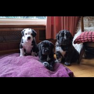 Mixed Breed - Both