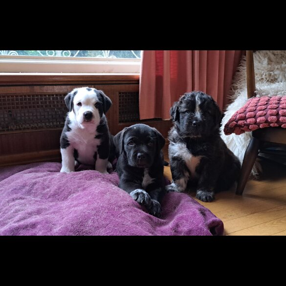 Mixed Breed - Both