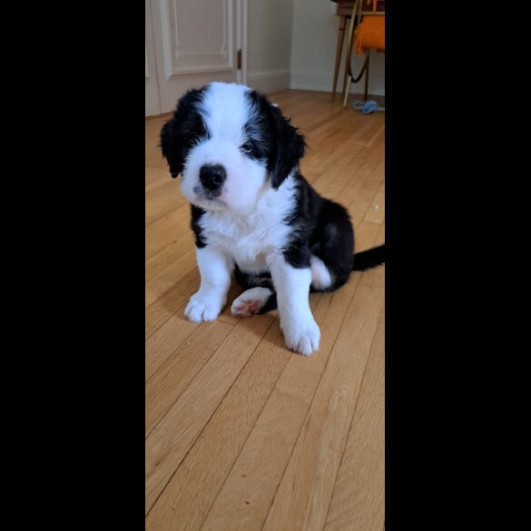 Mixed Breed - Both