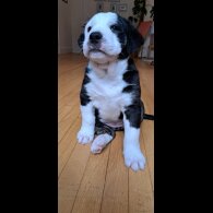 Mixed Breed - Both
