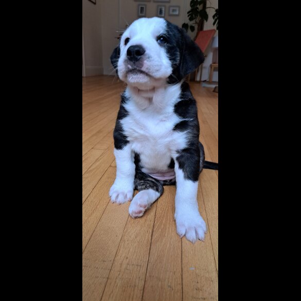 Mixed Breed - Both