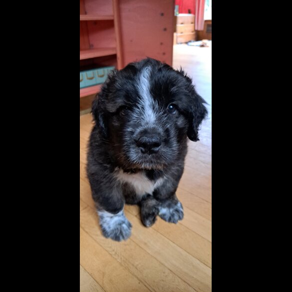 Mixed Breed - Both