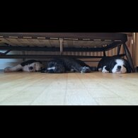 Mixed Breed - Both