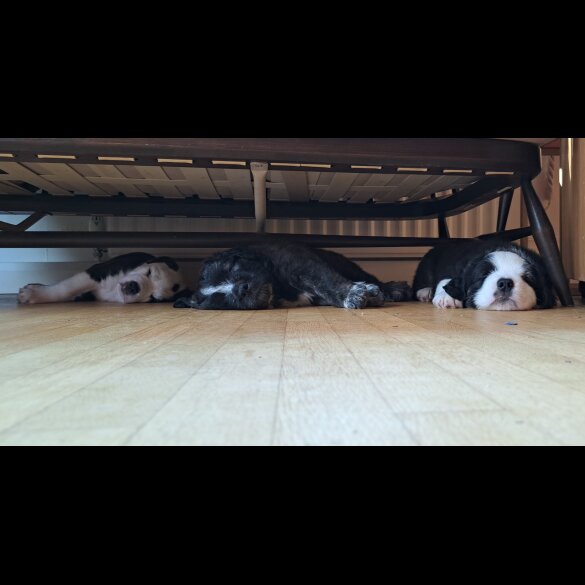 Mixed Breed - Both