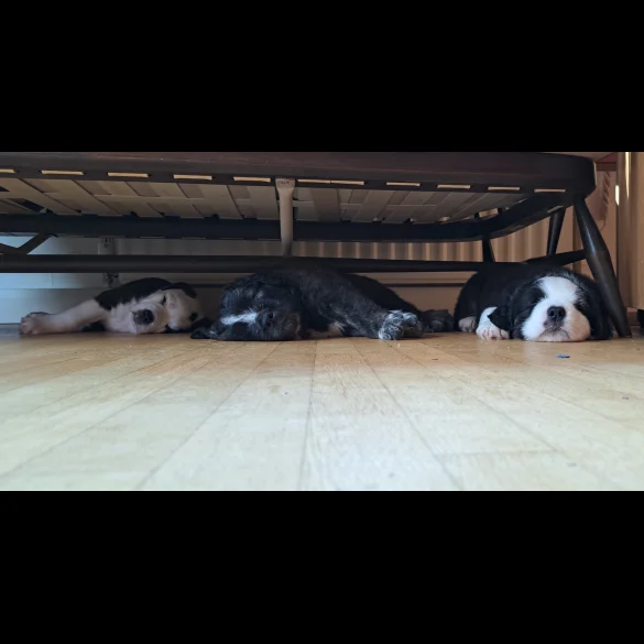 Mixed Breed - Both