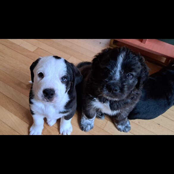 Mixed Breed - Both
