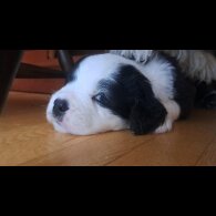 Mixed Breed - Both