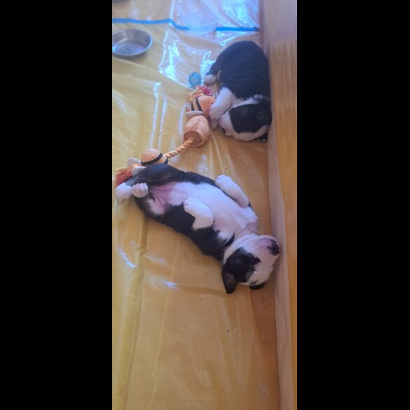 Mixed Breed - Both