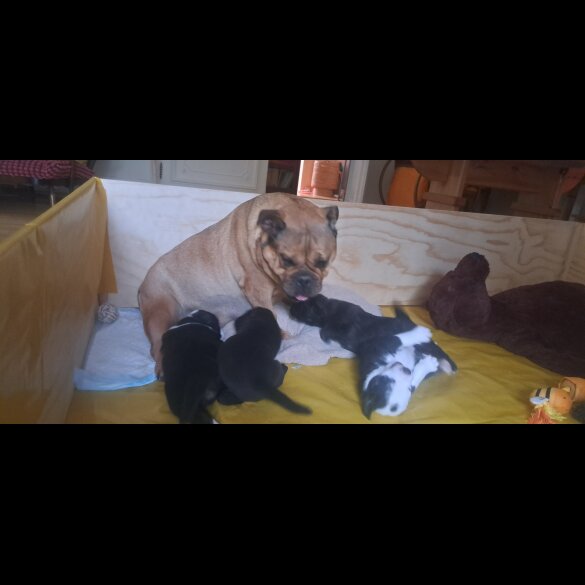 Mixed Breed - Both