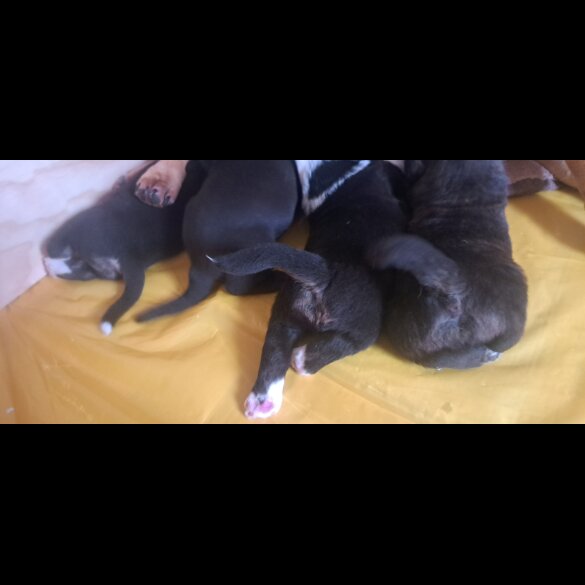 Mixed Breed - Both
