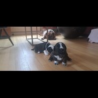 Mixed Breed - Both