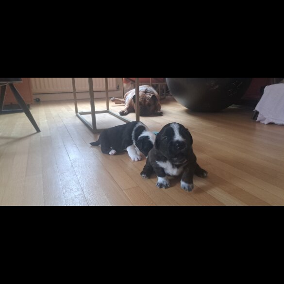 Mixed Breed - Both