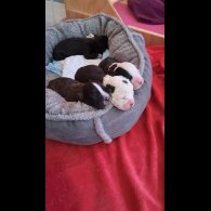 Mixed Breed - Both