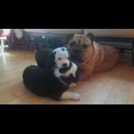 Mixed Breed - Both