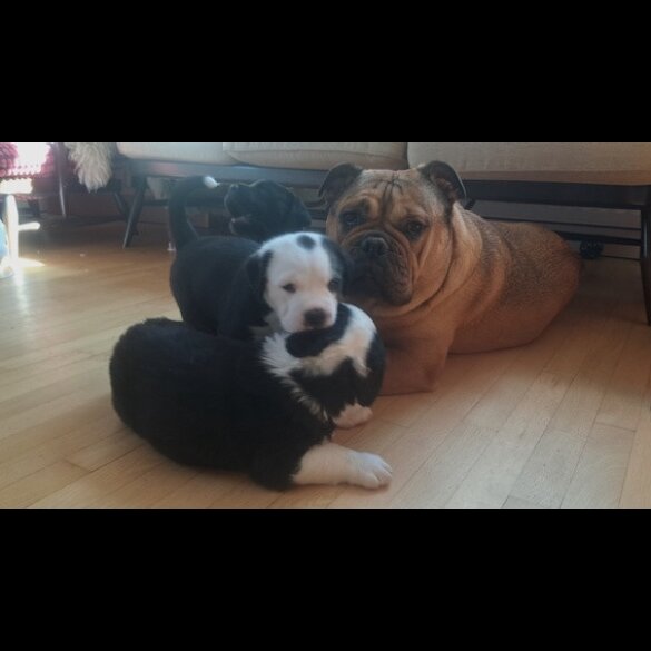 Mixed Breed - Both