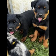 Mixed Breed - Both