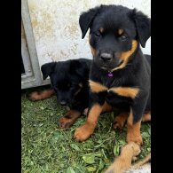 Mixed Breed - Both