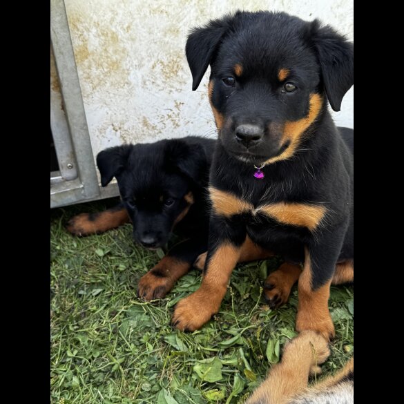 Mixed Breed - Both