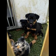 Mixed Breed - Both