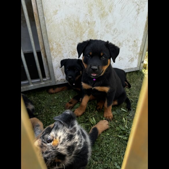 Mixed Breed - Both