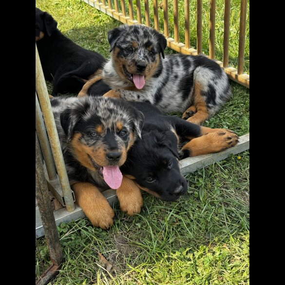 Mixed Breed - Both