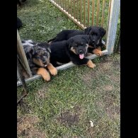 Mixed Breed - Both