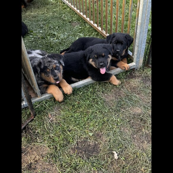 Mixed Breed - Both