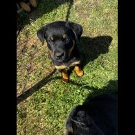 Mixed Breed - Both