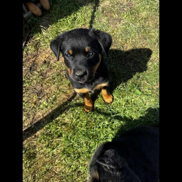 Mixed Breed - Both
