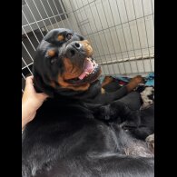 Mixed Breed - Both