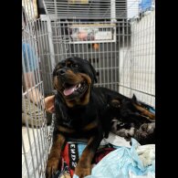 Mixed Breed - Both