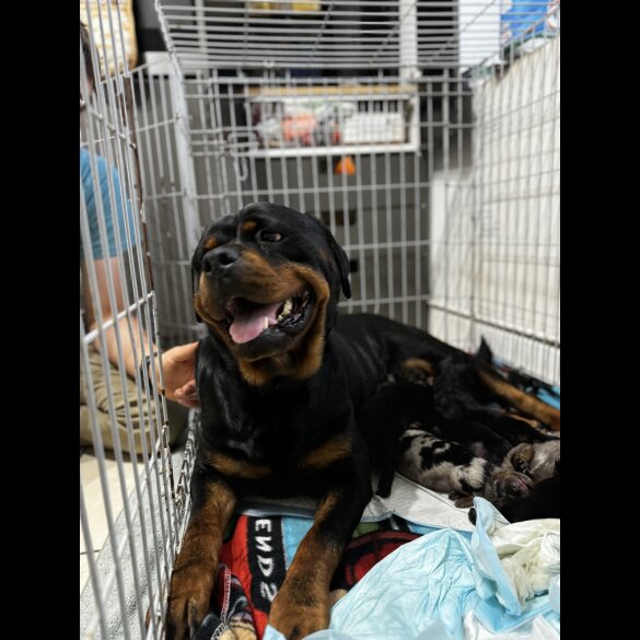 Mixed Breed - Both