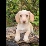 Mixed Breed - Both