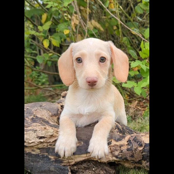 Mixed Breed - Both