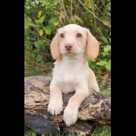 Mixed Breed - Both