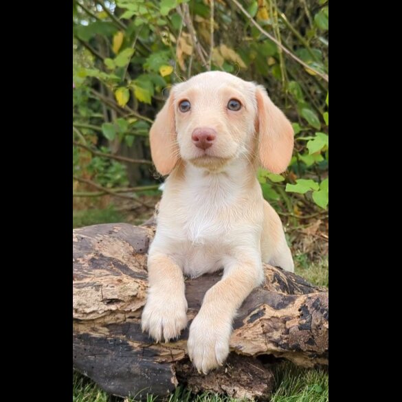 Mixed Breed - Both
