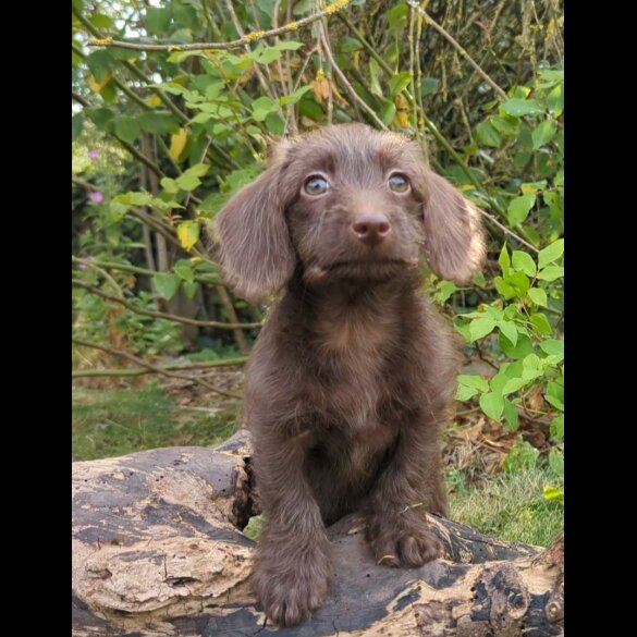 Mixed Breed - Both