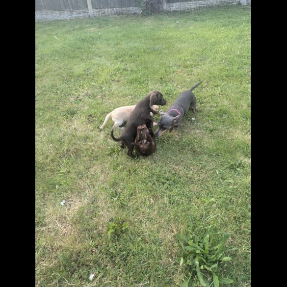 Mixed Breed - Both