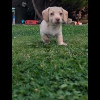 Mixed Breed - Both