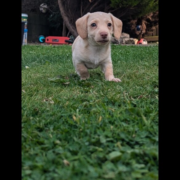Mixed Breed - Both