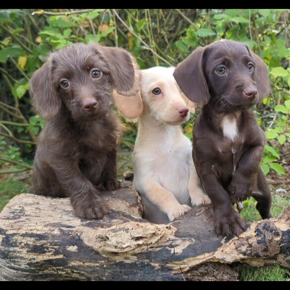 Mixed Breed - Both